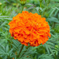 African Orange Flower