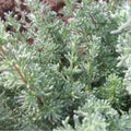 African Rosemary