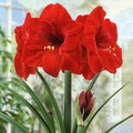 Amaryllis