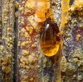 Amber Resin
