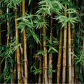 Bamboo