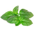 Basil