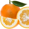  Bitter Orange