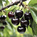 Black Cherry