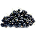 Black Currant