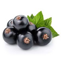 Blackcurrant