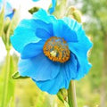 Blue Poppy