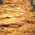 Brazilian Tobacco