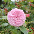 Bulgarian Rose