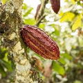 Cacao Pod
