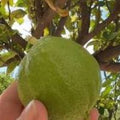 Calabrian Bergamot