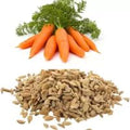 Carrot Seeds