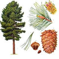 Cedar