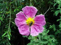 Cistus Incanus