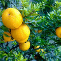 Citrus Bargamia