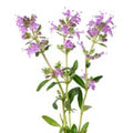  Clary Sage