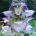 Clary Sage Essence