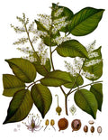Copahu Balm