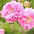 Damask Rose