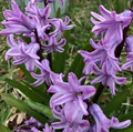 Dewy Hyacinth