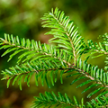 Fir Balsam