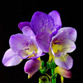  Freesia