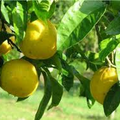Fresh Lemon of Calabria