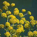 Galbanum