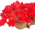 Geranium