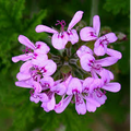 Geranium Absolute