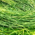 Hay