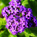 Heliotrope
