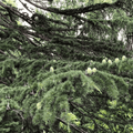 Himalayan Cedar
