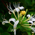 Honeysuckle