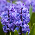 Hyacinth