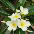  Indian Jasmine
