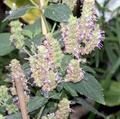  Indian Patchouli