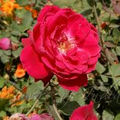 Indian rose