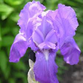 Iris Absolute