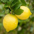 Italian Lemon