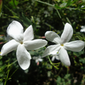 Jasmine Grandiflorum