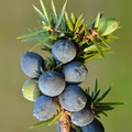 Juniper Berries