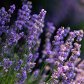 Wild Lavender