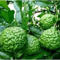 Kaffir Lime