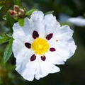Labdanum Absolute Andalusia