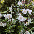 Leatherwood