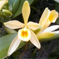 Madagascan Vanilla Orchid