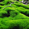 Moss