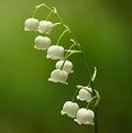 Muguet