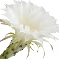 Night-Blooming Cereus